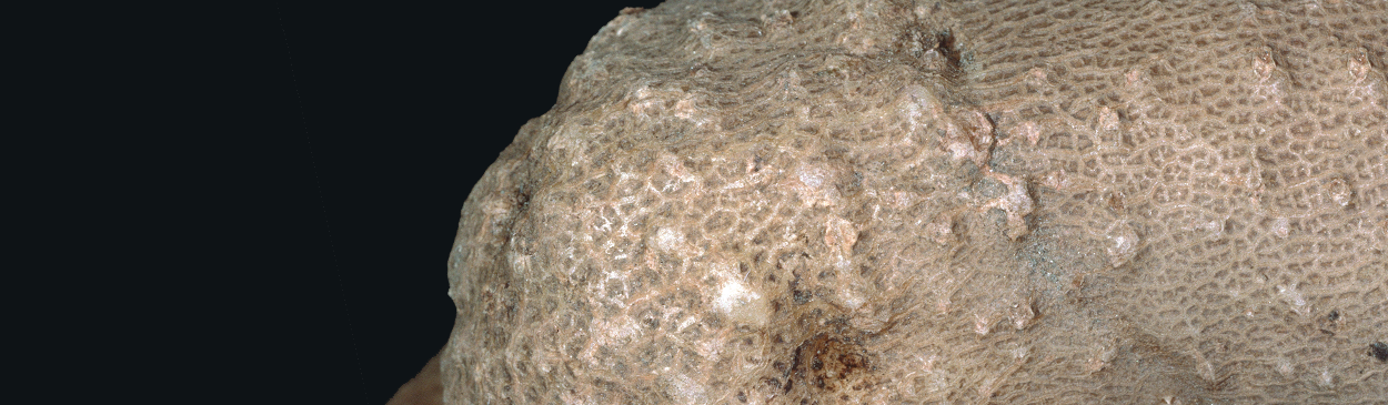 Bumps on the surface of a potato tuber caused by Columbia root knot nematode, Meloidogyne chitwoodi.