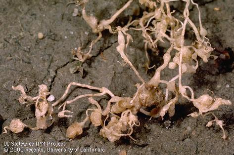 Crop damaged by northern root-knot nematode.