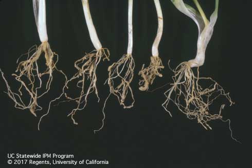 Galls on onion roots caused by root knot nematode, �<i>Meloidogyne hapla.</i>.