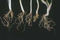 Root-knot nematode damage