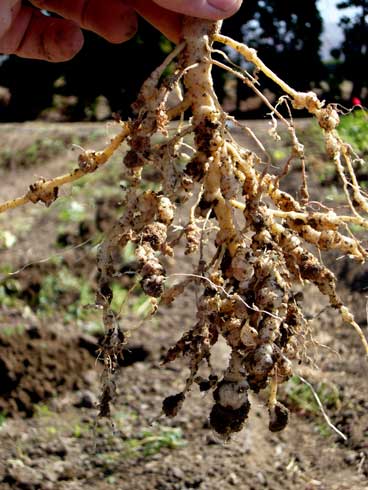 Swollen, galled roots infested with root knot nematodes.