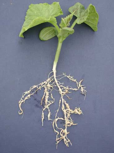 Root galling on cucumber seedling caused by southern root knot nematodes, <i>Meloidogyne incognita.</i>.