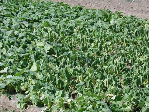 Cucumber wilting at midday caused by southern root knot nematodes, <i>Meloidogyne incognita.</i>.