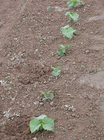 Stunted cucumber seedlings in a field infested with southern root knot nematodes, <i>Meloidogyne incognita.</i>.