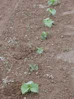 Stunted cucumber seedlings in a field infested with southern root knot nematodes.