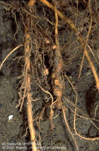 Nitrogen-fixing nodules on bean roots and severe galling caused by Javanese root-knot nematode.