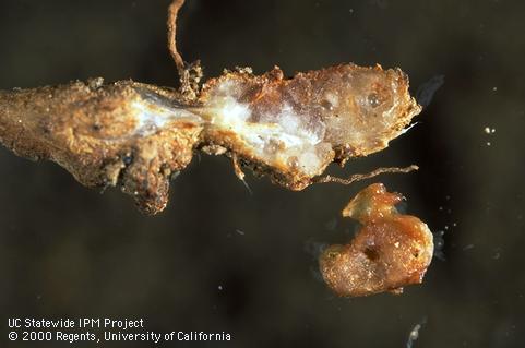 Root-knot nematode gall on bean root (above) sliced open to show adult female nematodes, compared to nitrogen-fixing root nodule (below).