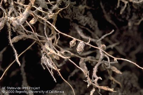 Crop damaged by barley root-knot nematode.