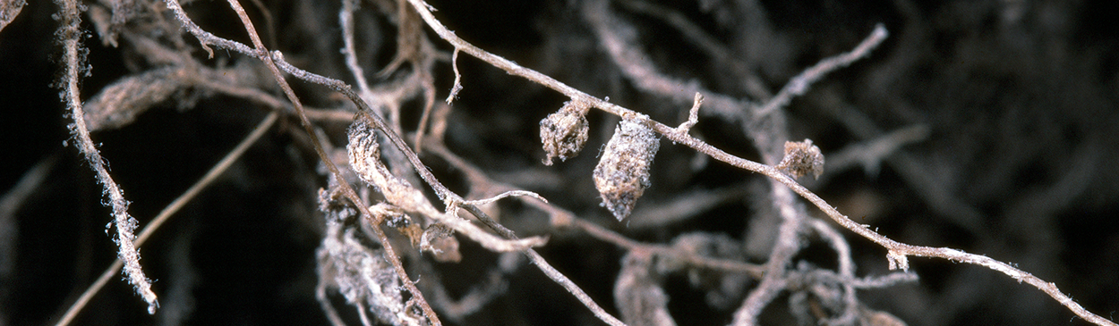 Barley root knot nematodes cause small galls to form on the roots of host plants.