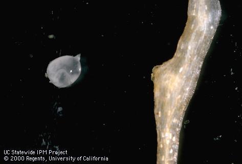 Female root knot nematode, <i>Meloidogyne</i> sp., next to the root gall from which it was removed.