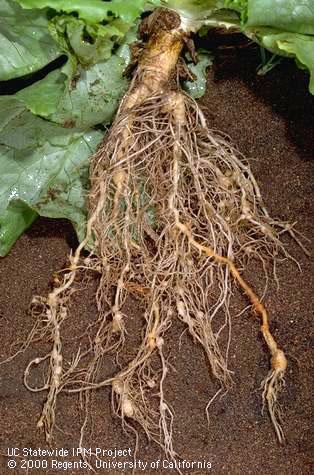 Crop damaged by root-knot nematodes.