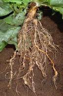 Lettuce roots infested with root knot nematodes