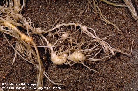 Crop damaged by root-knot nematodes.