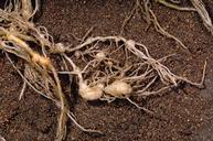 Crop damaged by root-knot nematodes.