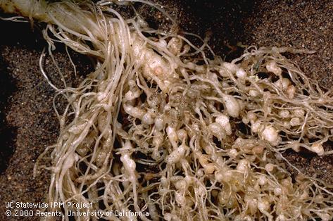 Crop damaged by root-knot nematodes.