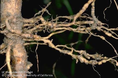 Crop damaged by root-knot nematodes.