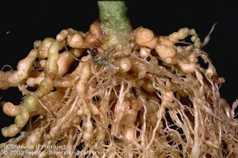 Crop damaged by root-knot nematodes.