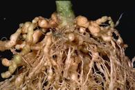 Figure 4. Severe galling of tomato roots
by root knot nematodes.