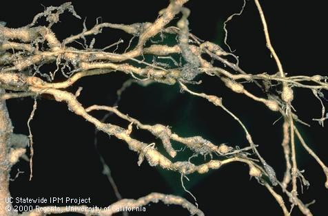 Crop damaged by root-knot nematodes.