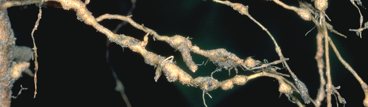 Root system heavily infested with root knot nematode.