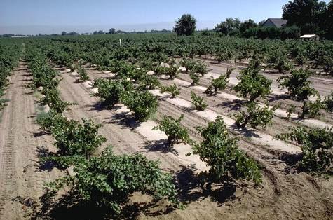 Crop damaged by root-knot nematodes.