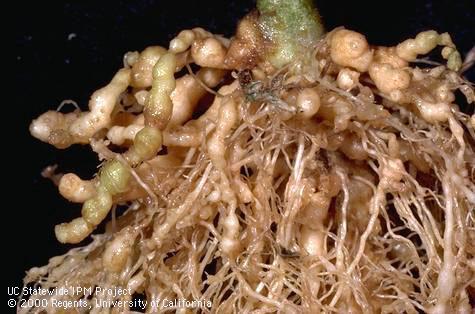 Crop damaged by root-knot nematodes.