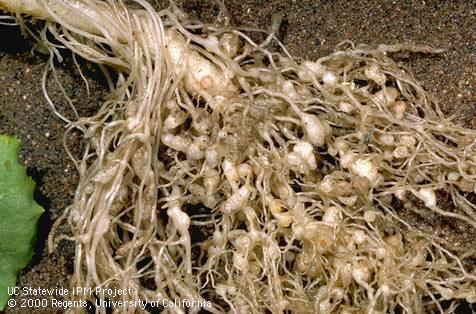 Crop damaged by root-knot nematodes.