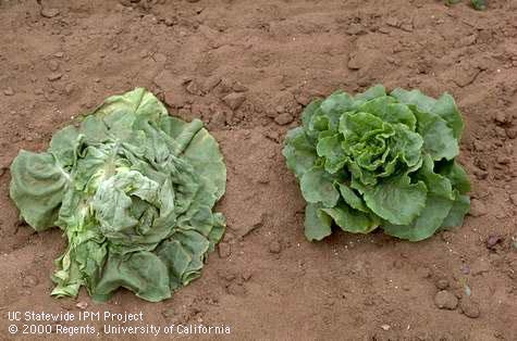 Crop damaged by root-knot nematodes.