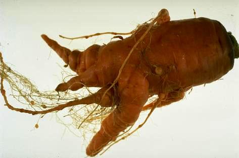 Root knot nematodes can cause galling and forking of carrot roots.