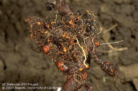 Galls of a root knot nematode, <i>Meloidogyne</i> sp., on peach roots.