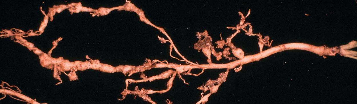 Swellings on the roots of an alfalfa plant (top) infected with root-knot nematodes, Meloidogyne sp., compared with uninfested roots.