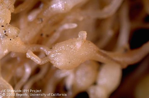 Egg of root-knot nematodes.