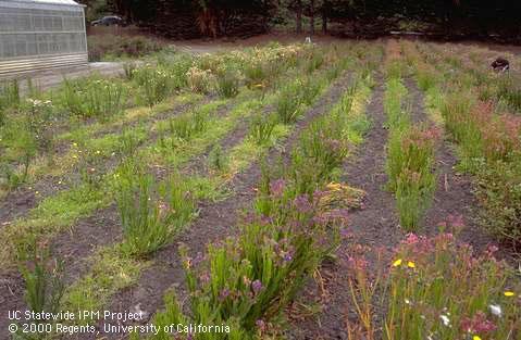 Plants in field of statice that are chlorotic and stunted or died prematurely from feeding of root knot nematodes, <i>Meloidogyne</i> sp.