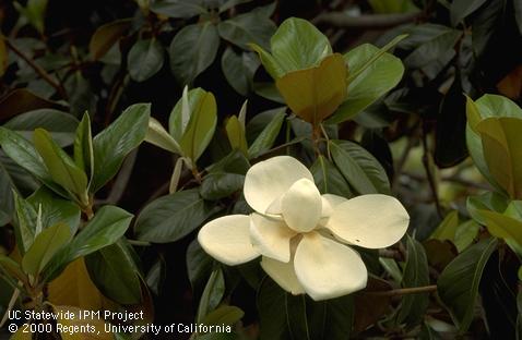 Magnolia flower and leaves.