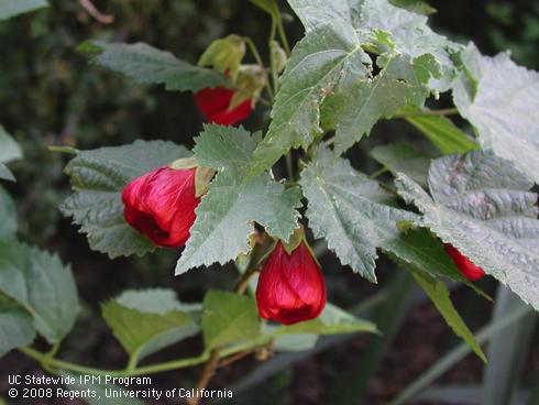 Red flowers of flowering maple, <I>Abutilon pictum</I> 'Nabob', beginning to bloom.