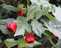 Flowers and foliage of flowering maple