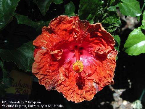 Flower of Sun showers hibiscus, <I>Hibiscus rosa-sinensis</I> 'Sun Showers'.