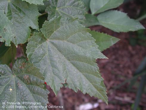 Leaves of flowering maple, <I>Abutilon pictum</I> 'Nabob'.