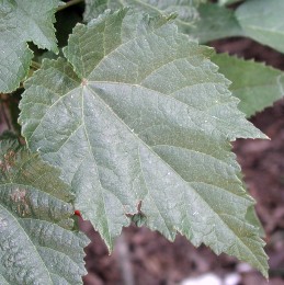 Leaves of flowering maple