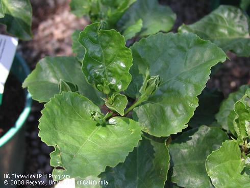 Foliage of Sun showers hibiscus, <I>Hibiscus rosa-sinensis</I> 'Sun Showers'.