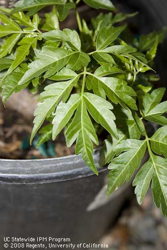 Foliage of chinaberry, <I>Melia azedarach.</I>.