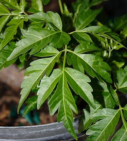 Foliage of chinaberry