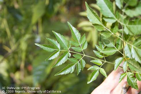 Foliage of chinaberry, <I>Melia azedarach.</I>.