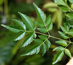 Leaves of chinaberry