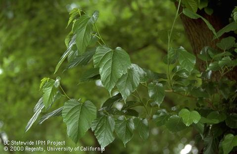 Mulberry foliage.