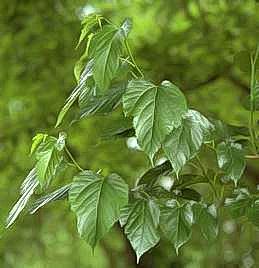 Mulberry leaves