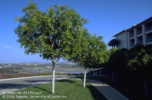 Small indian laurel fig trees sheared into round canopies.