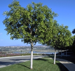 Indian laurel fig trees