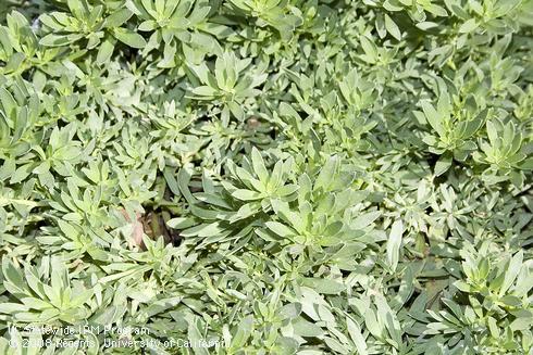 Foliage of myoporum, <I>Myoporum parvifolium.</I>.