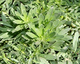 Foliage of myoporum